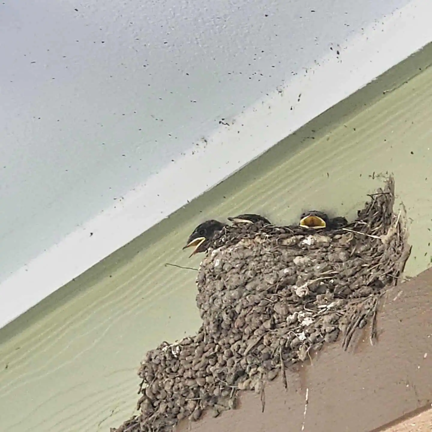 Humane prevention: Keeping cliff swallows from nesting on your home